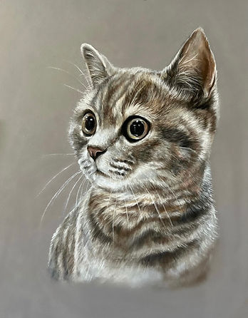 Commissioned cat portrait headshot