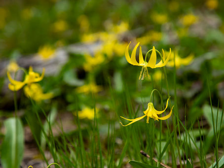 yellow delicate lily flowers hanging downwards