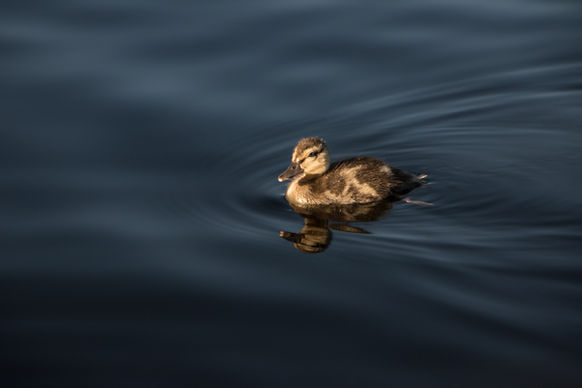 Golden Hour Duckling