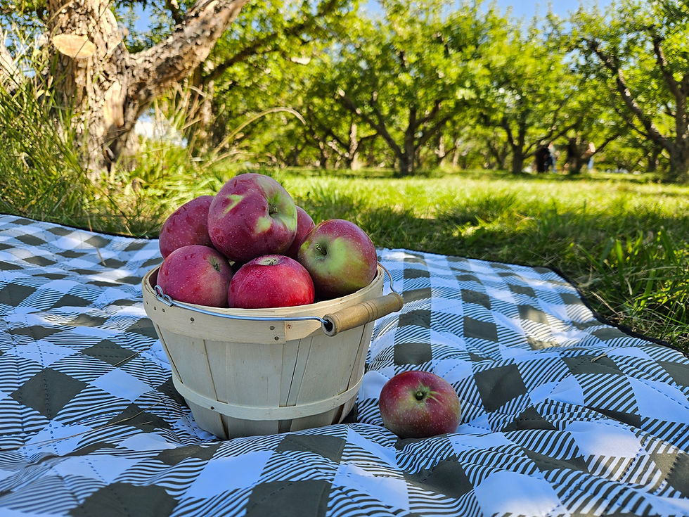 basket of apples on a picnic blanket in an orchard