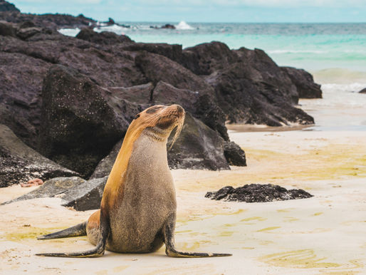 The Galapagos Islands: A Haven of Wildlife and Natural Wonder