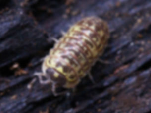 Armadillidium versicolor