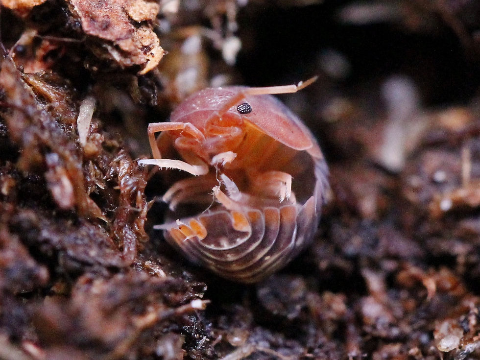 Thumbnail: Sinodillo sp. Vietnam