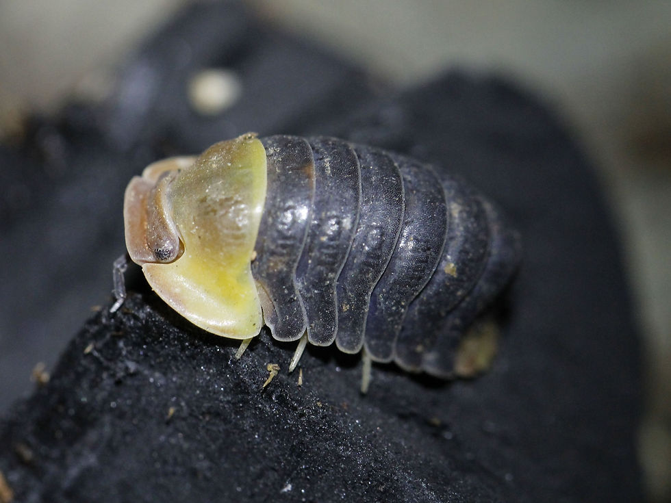 Thumbnail: Cubaris sp. Rubber Ducky 