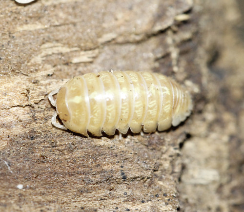 Armadillidium sp. Albino Tyrosinase Positive | Isopod
