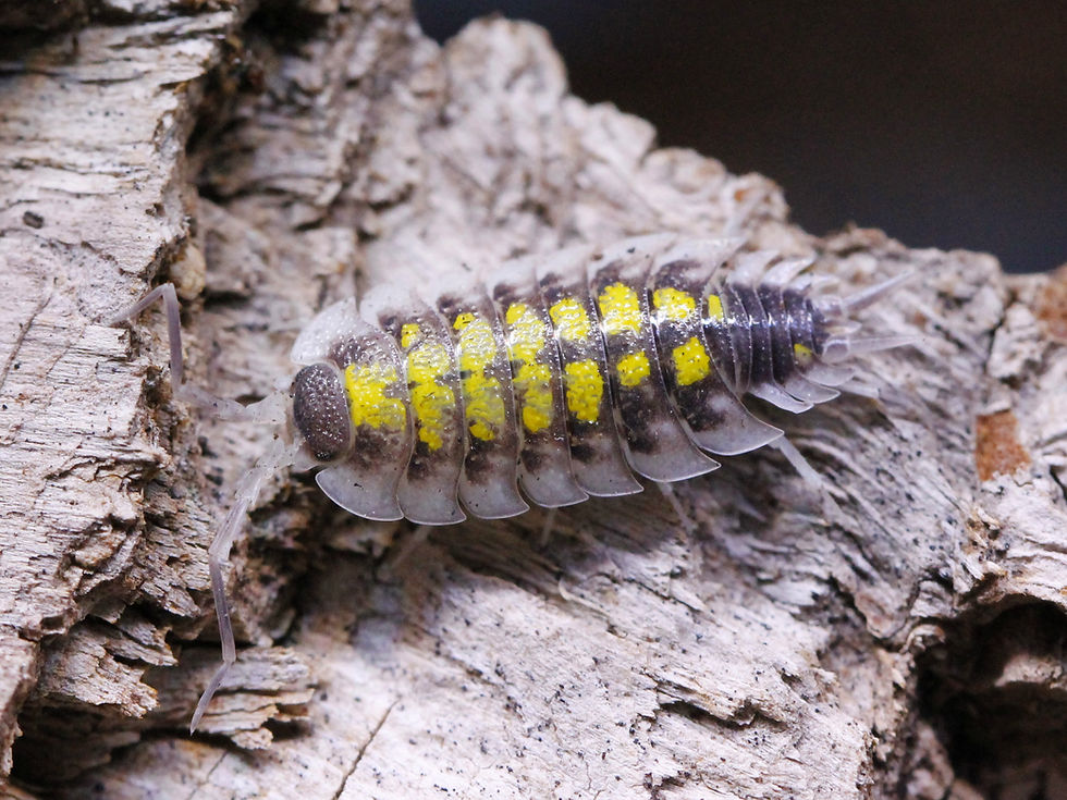 Thumbnail: Porcellio haasi Super Giant