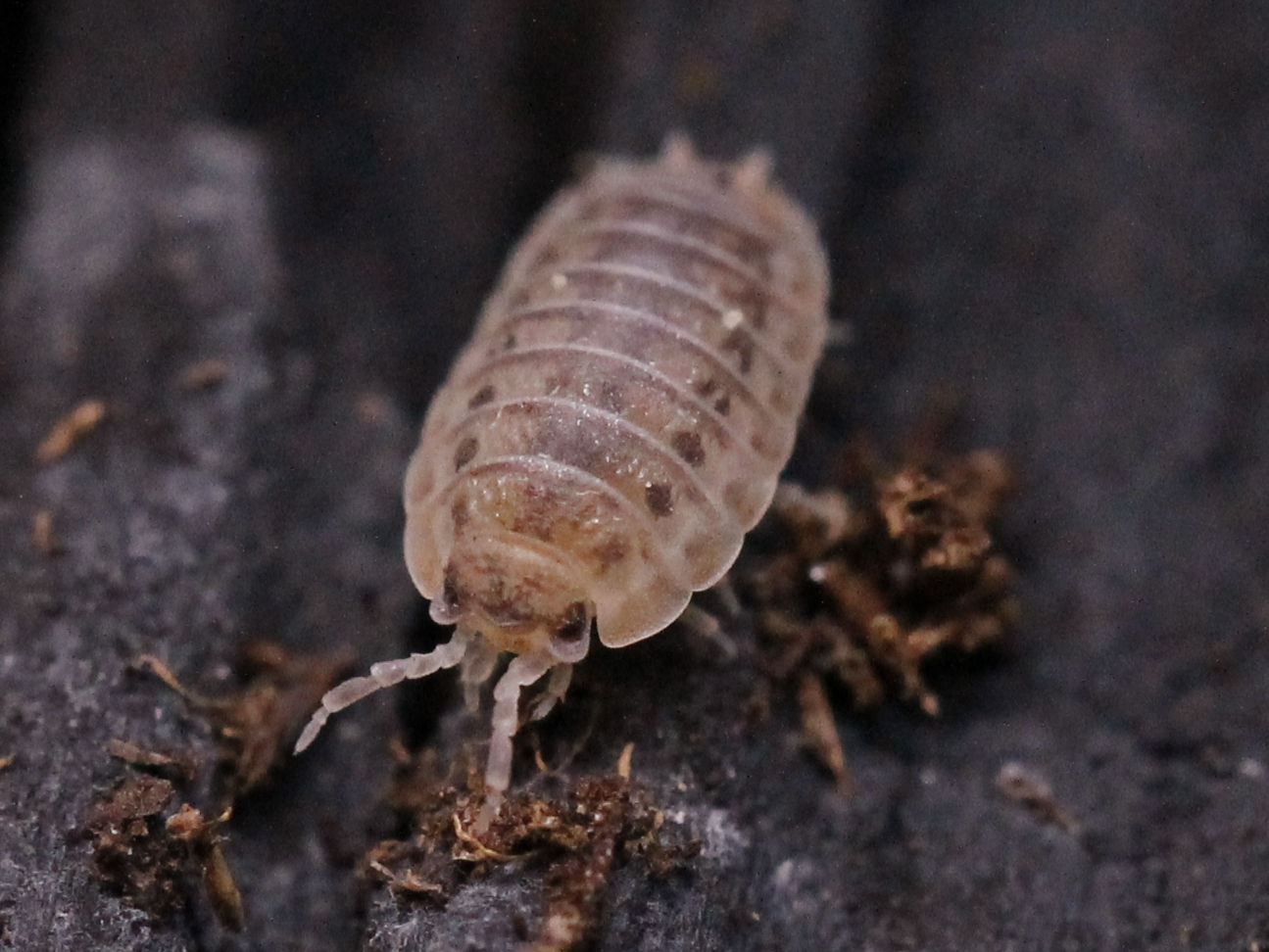 Agabiformius sp. 