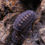 Thumbnail: Cubaris sp. Platin Tung Song