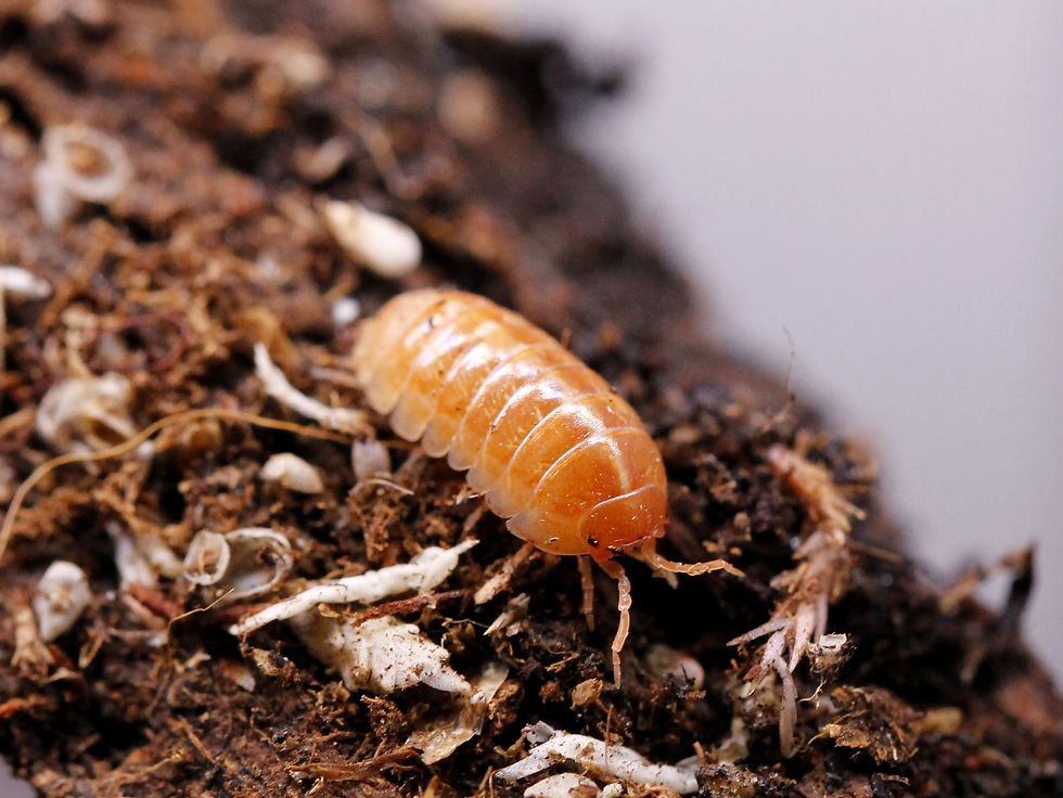 Thumbnail: Armadillidium vulgare Orange Vigor