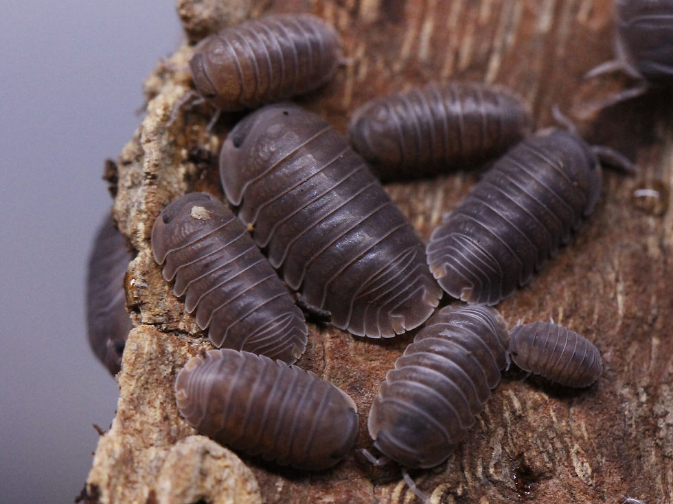 Thumbnail: Wholesale- Cubaris sp. murina