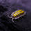 Thumbnail: Porcellio haasi High Yellow