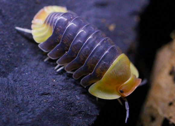 Cubaris Sp Rubber Ducky Isopod Cubaris Sp Rubber Ducky Isopod