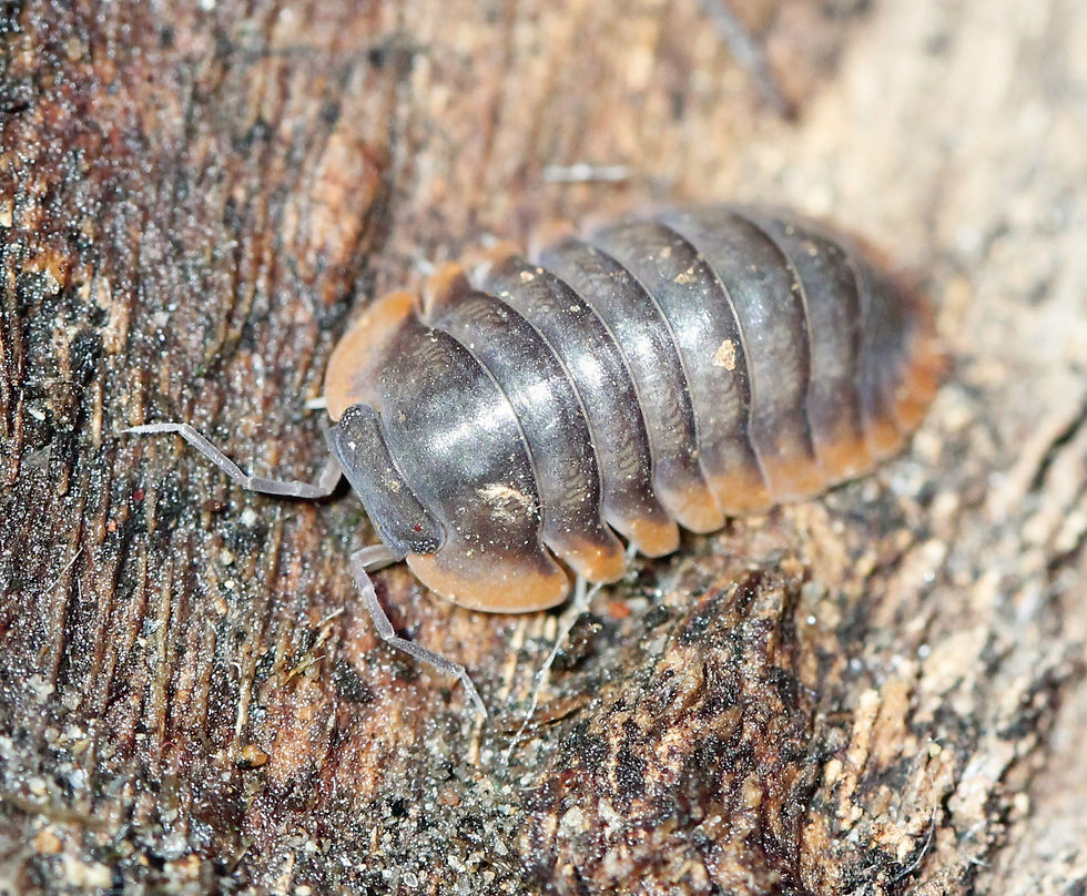 Cubaris sp. Red Edge