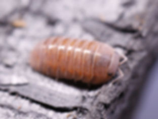 Merulanella sp. Ember Glow