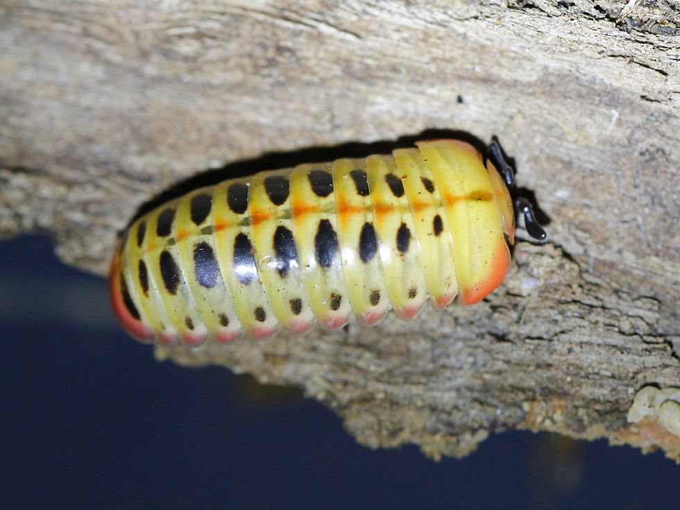 Thumbnail: Rhopalomeris sp. aff Strawberry Gelee