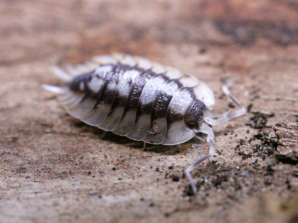 Thumbnail: Porcellio expansus