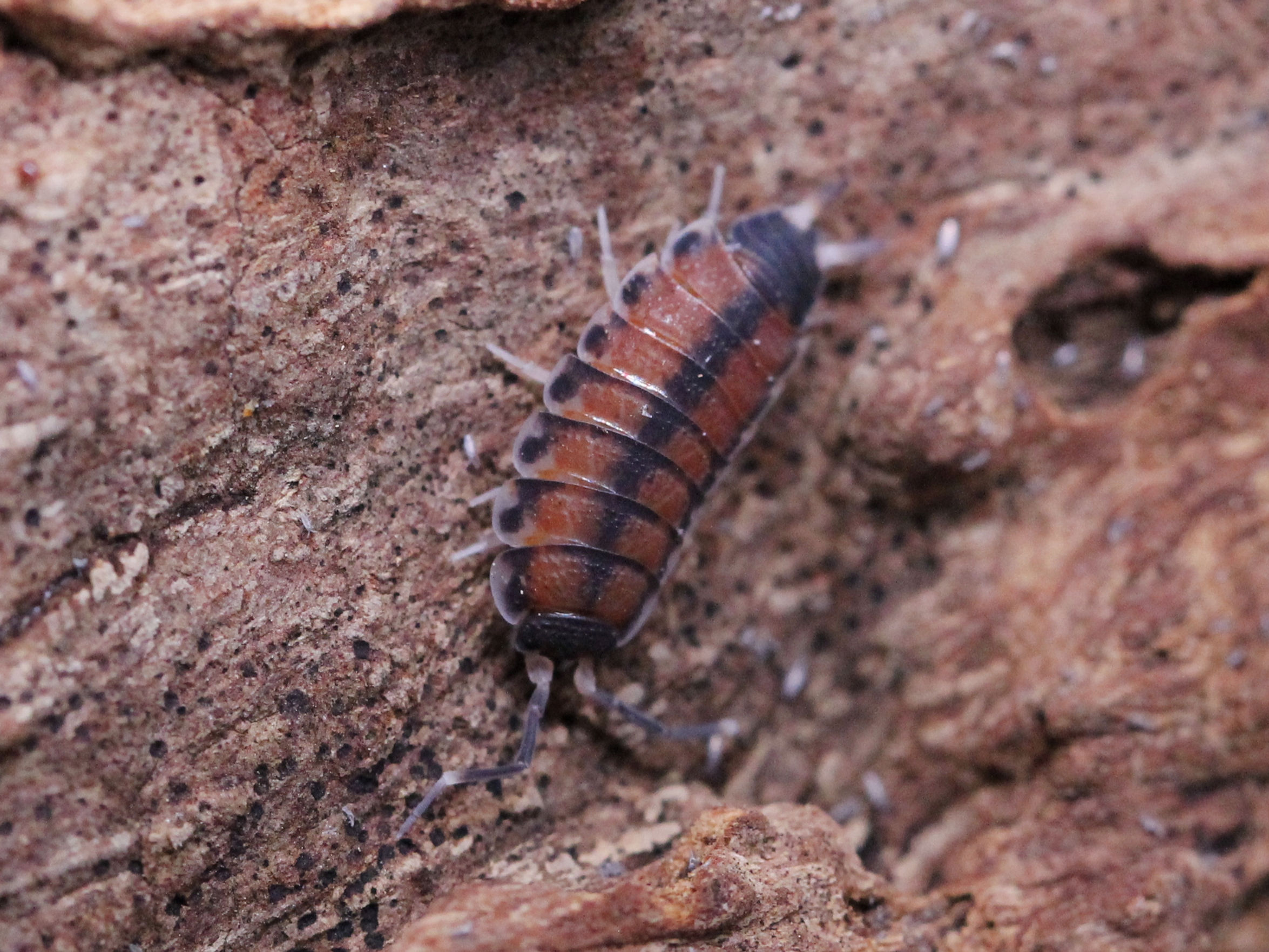 Agnara Madagascariensis - North Thailand