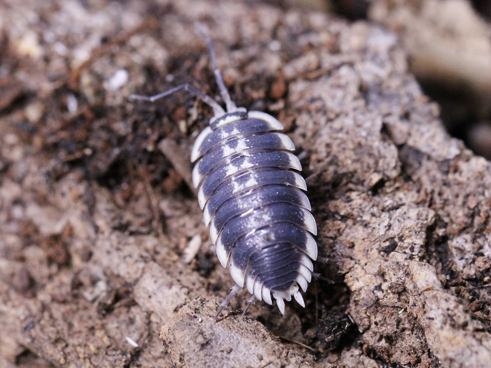 Thumbnail: Porcellio flavomarginatus 