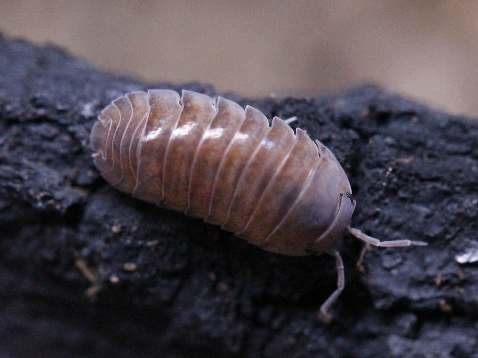 Thumbnail: Merulanella sp. Ember Glow