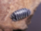 Thumbnail: Armadillidium maculatum 