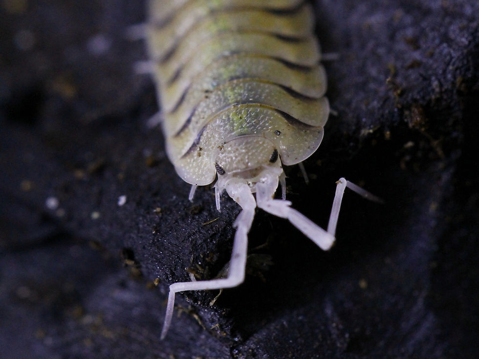 Thumbnail: Porcellio bolivari