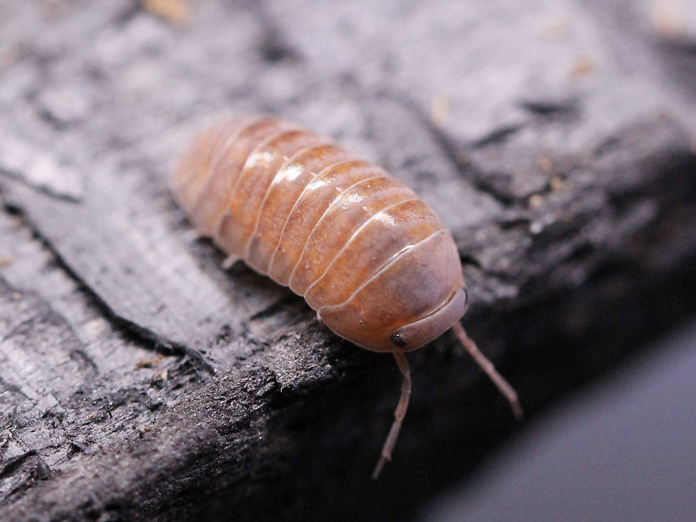 Thumbnail: Merulanella sp. Ember Glow