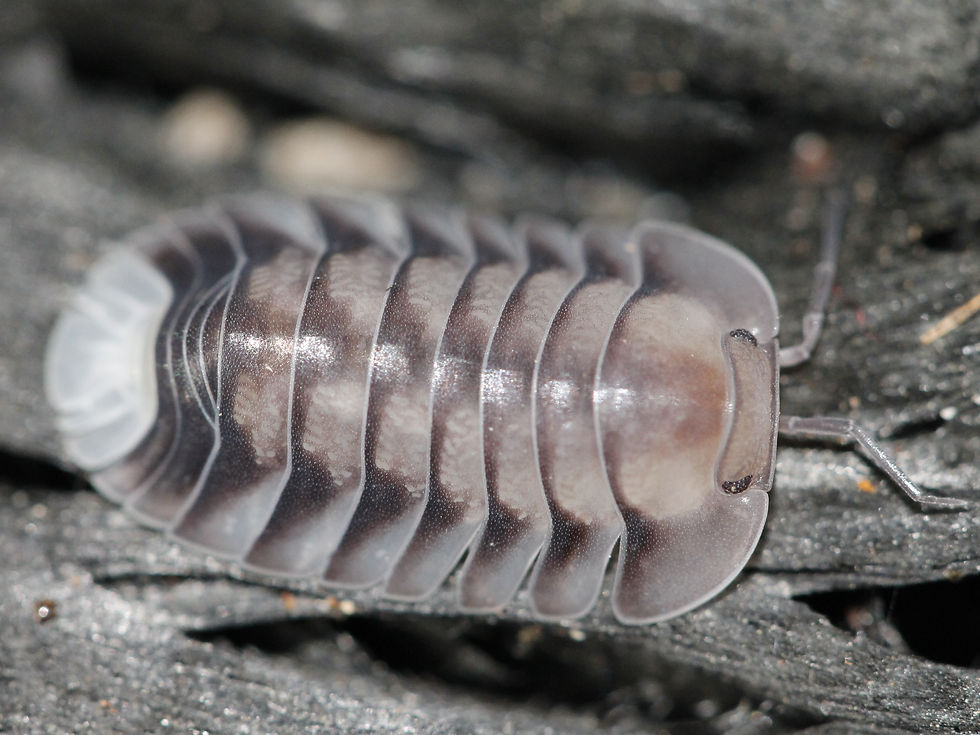 Thumbnail: Cubaris sp. White Tiger