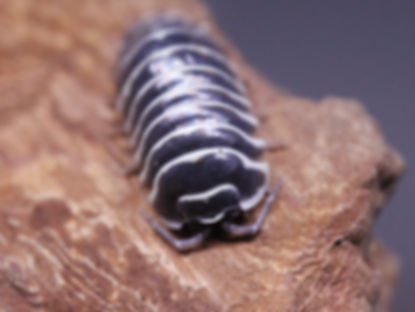 Armadillidium maculatum 