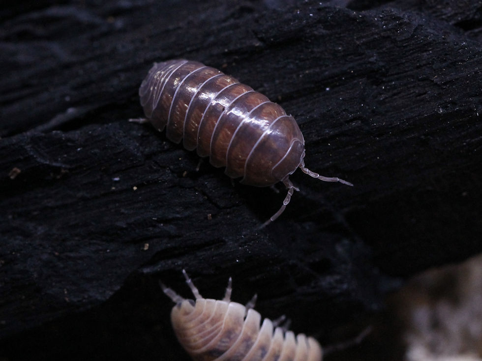 Thumbnail: Armadillidium vulgare "Punta Cana"