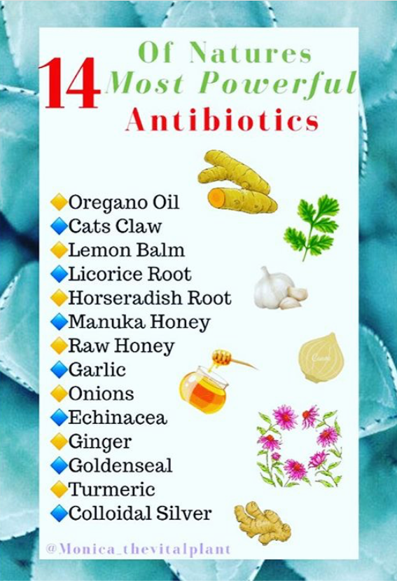 Nature S Antibiotics Vs Man Made Antibiotics
