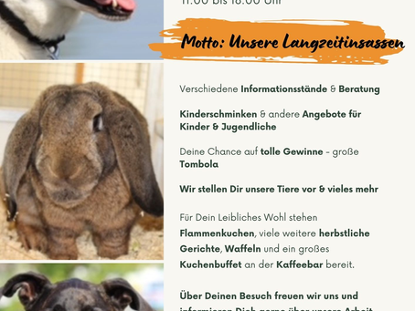 Tierheim Emmendingen - Tag der offenen Tür – Sonntag, 28. September von 11–18 Uhr 