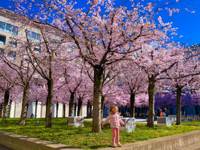 Tokyo o Lugano?