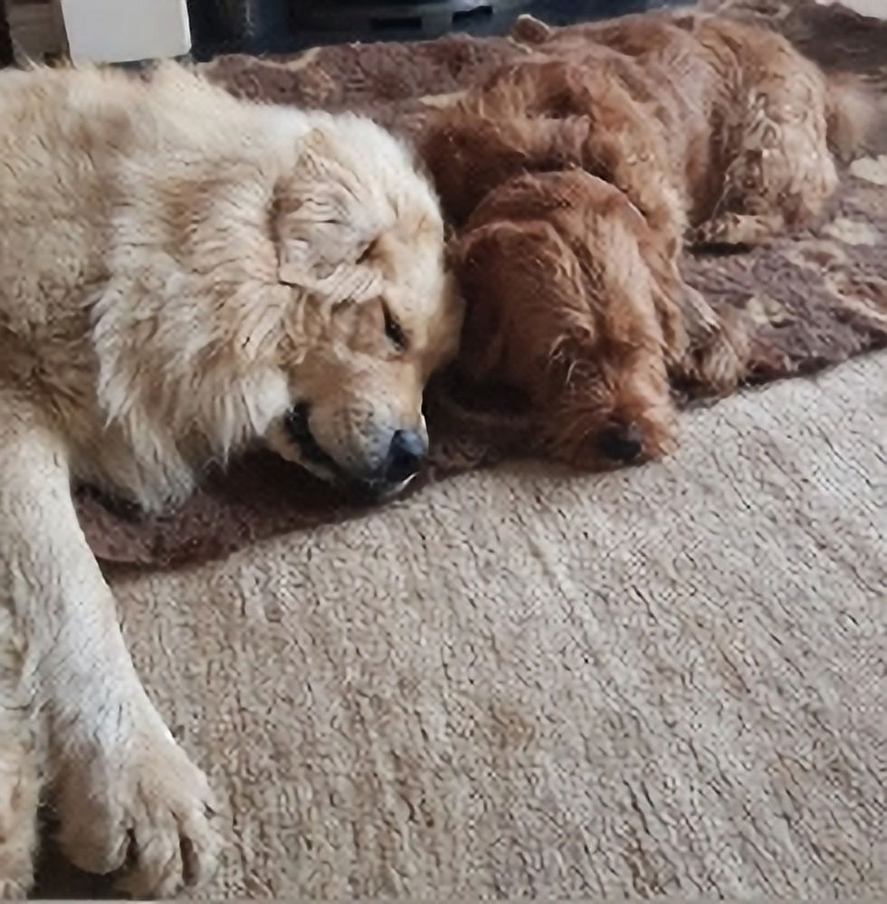 Yogi and Scrumpy aka Laurel and Hardy! or the Two Musketeers