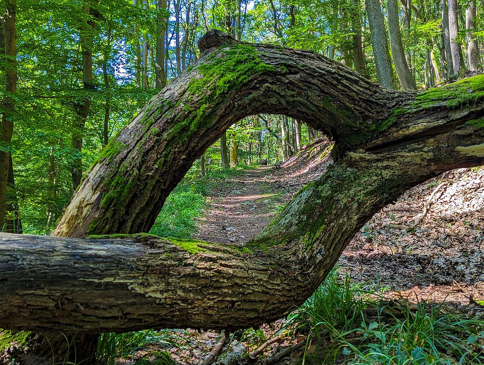 Schluchten-Hopping im Spessart: Die Rückersbacher Rundtour
