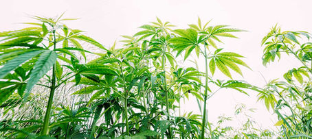 Medical Marijuana for your health