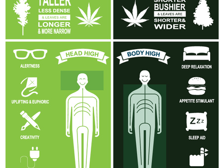 SATIVA vs INDICA