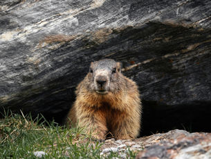 Les Marmottes au Québec : Comportement, Habitat et Conseils pour les Gérer