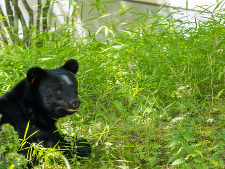 BeST鳥獣対策事務所、ブログを始めます