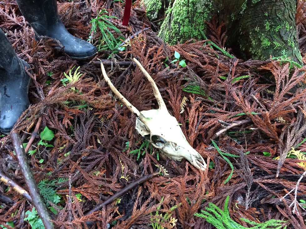 針葉樹林の落ち葉(骨は無関係です)