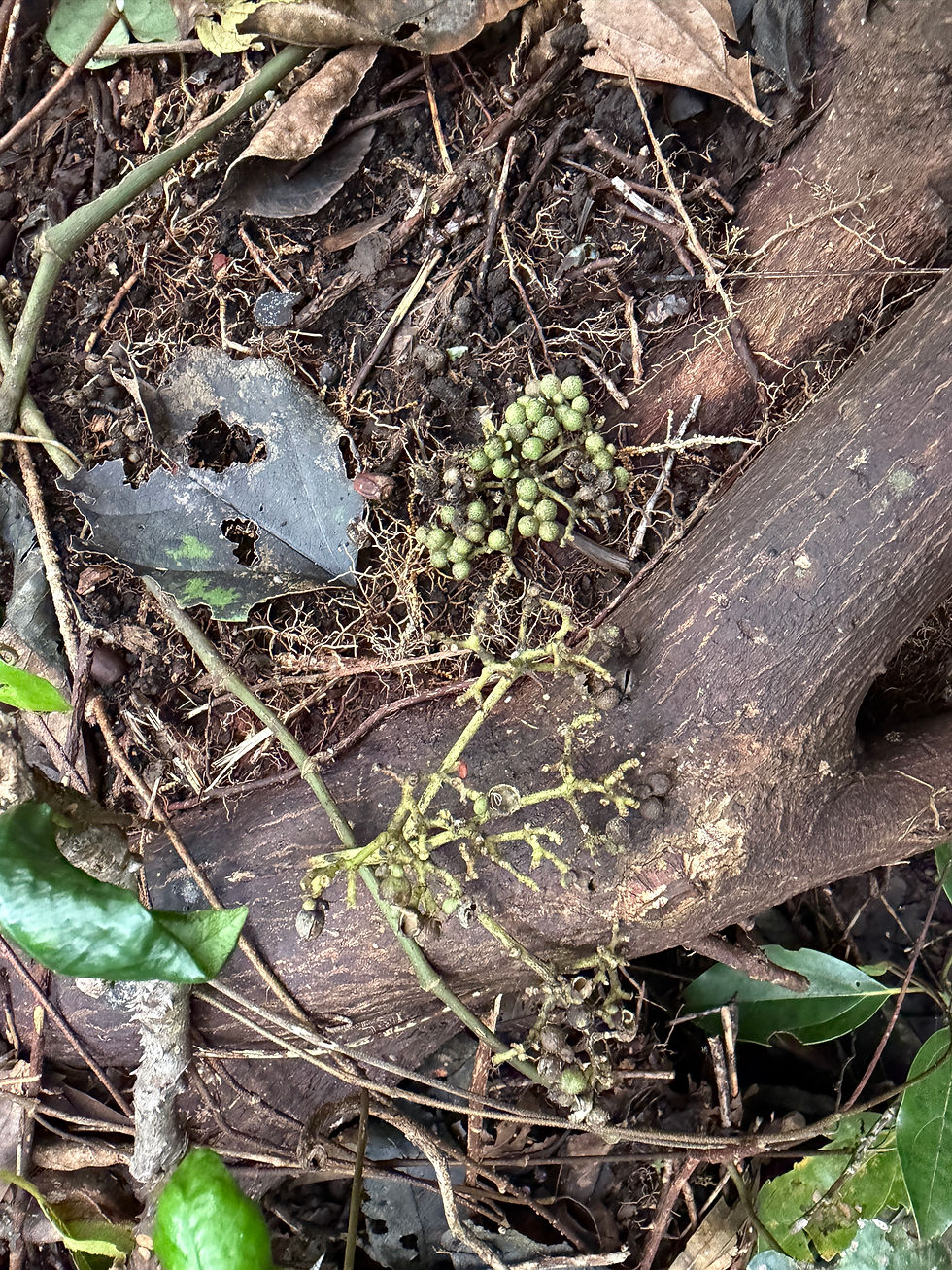 上:リスが食べる前 / 下:リスが食べた後の山椒