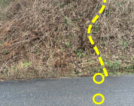 意外と違う、イノシシとシカ、カモシカの「獣道」