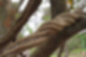 yage ayahuasca retreat.jpeg