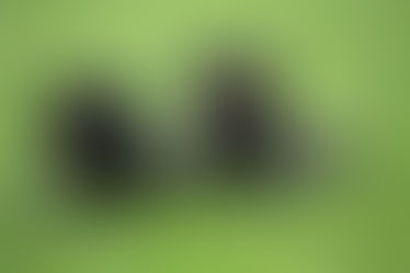 Das richtige Hundefutter finden