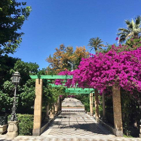 Beautiful bougainvillea