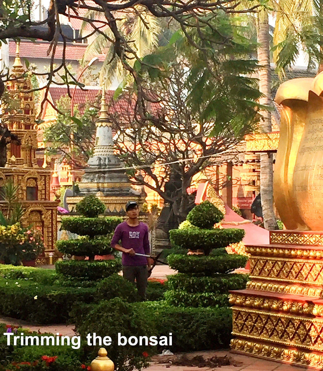 Bonzai trimming in Siem Reap Wat