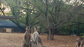 Kangaroo spotting, a picnic by the lake, a stunning sunset and the SIEV X memorial