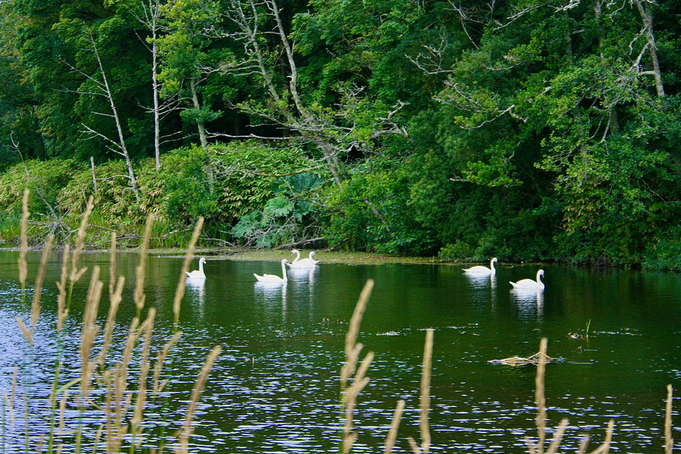 Swans on the Carrowbeg river in the grounds of Westport Hose