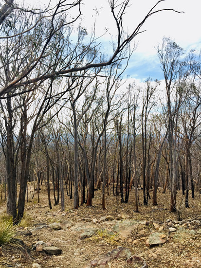 After the fire on Black Mountain in Canberra