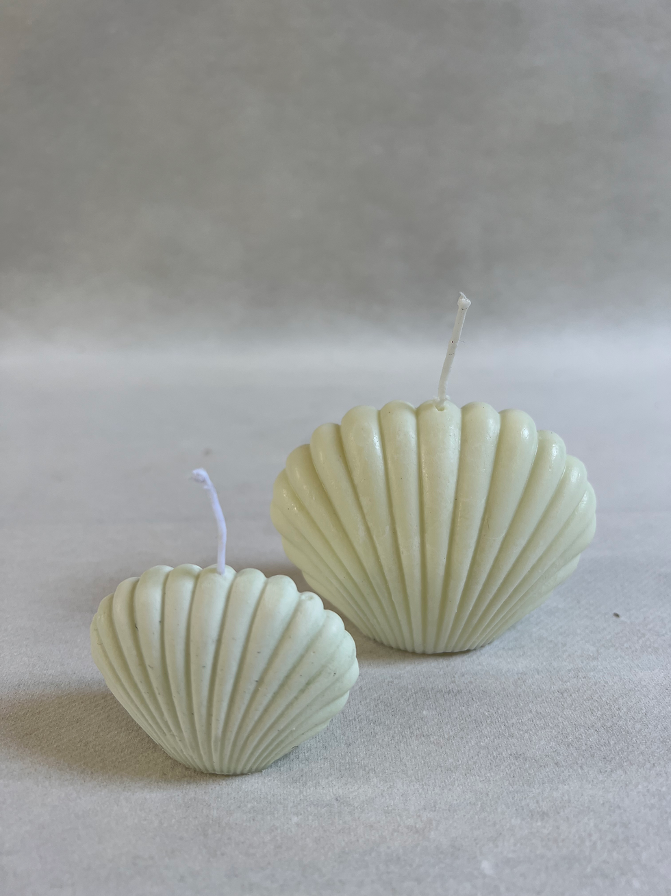 coquillage