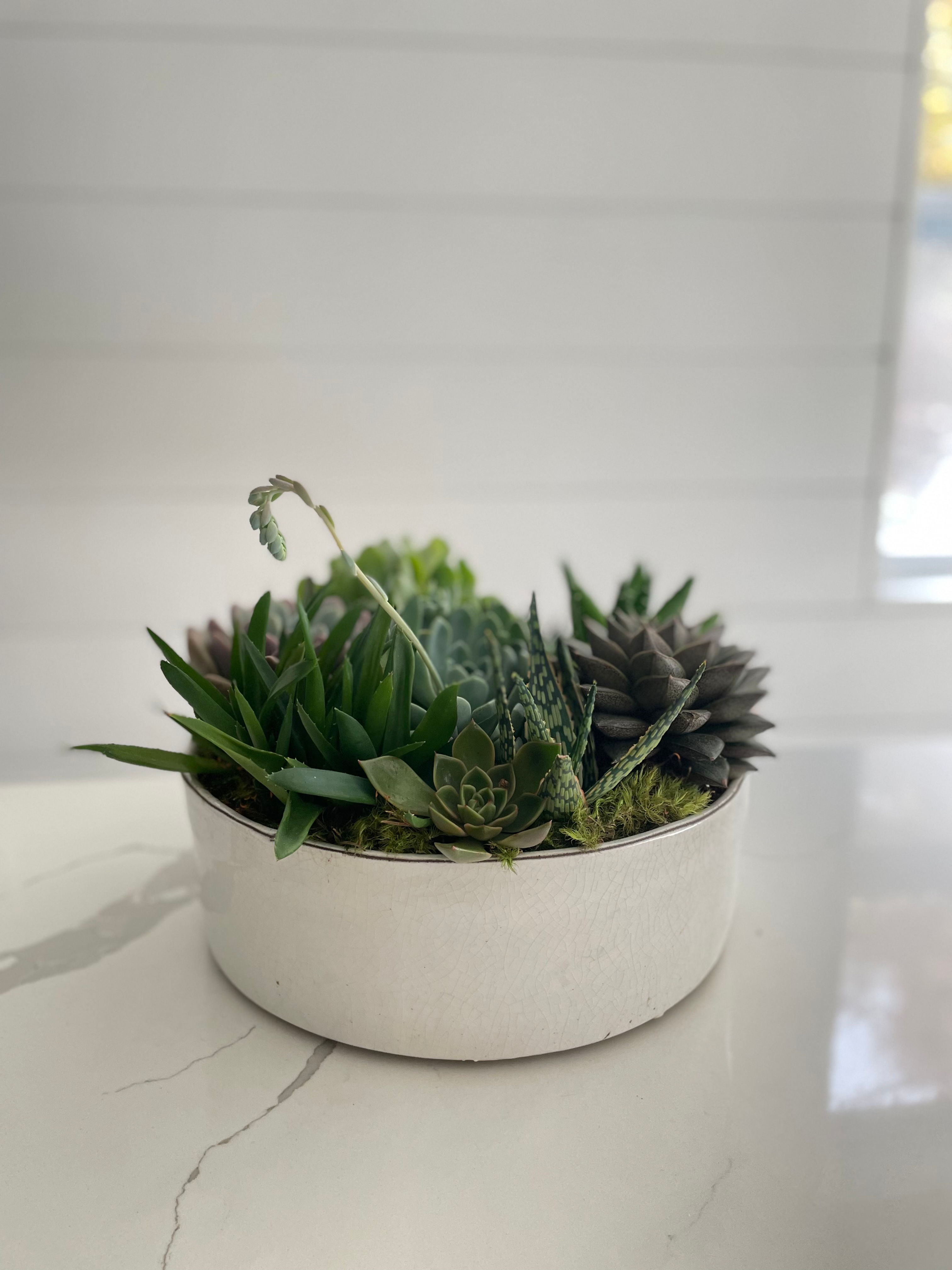 Succulent Bowl